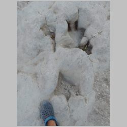 DSCN0957cr-Theropod tracks w severely mud-collapsed digits.jpg